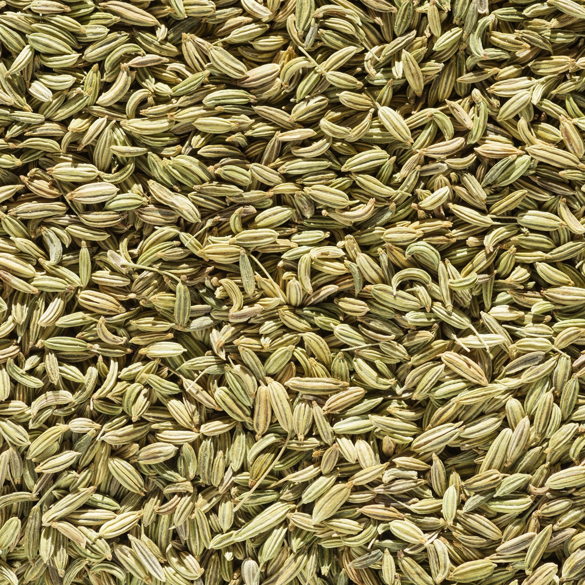 Fenchel Pferd